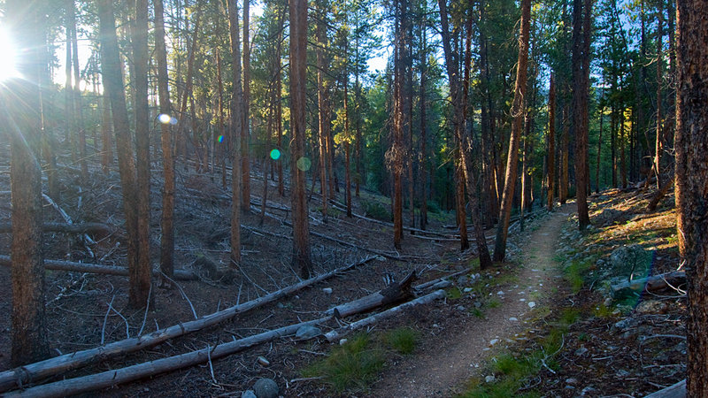 Beautiful singletrack awaits on Segment 14 of the Colorado Trail!