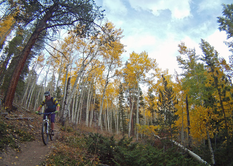 Aspen tress show off their fall colors on Segment 14 of the Colorado Trail.