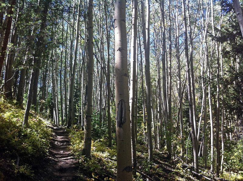 Aspen trees dot the Starvation Creek Trail.