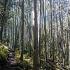 Aspen trees dot the Starvation Creek Trail.