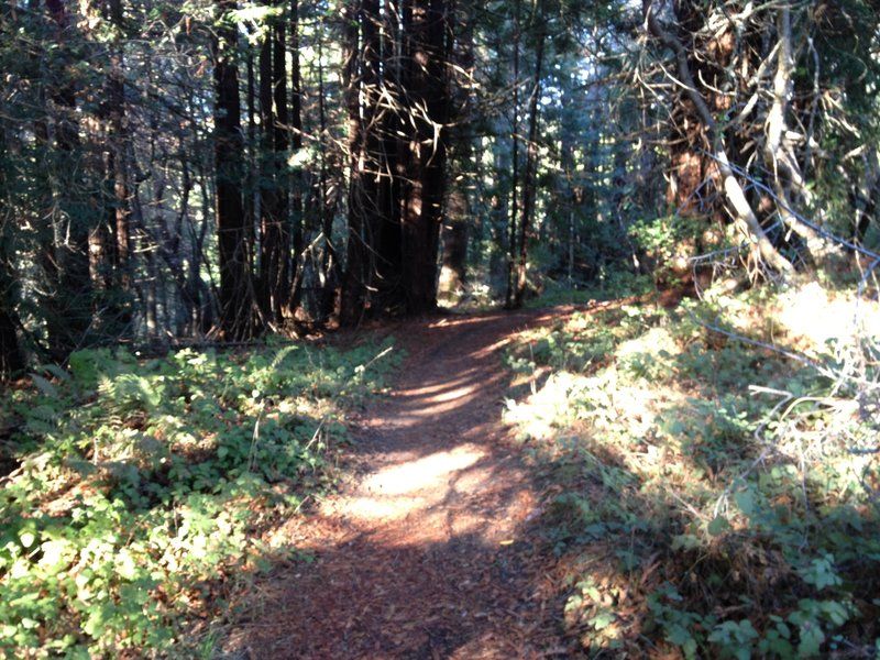 Entrance to the Old Cabin trail.