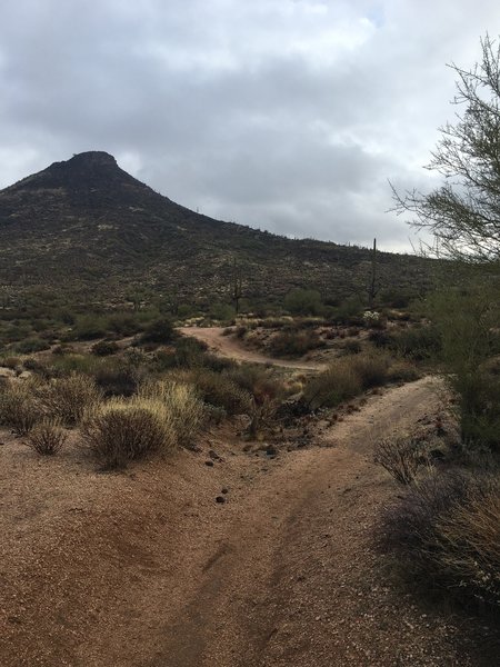 Great view of distant Brown Mountain