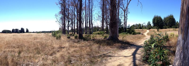 Looking westward at the stand of trees from the Eucalyptus Loop trail. Beyond those trees is a resting area with park benches.