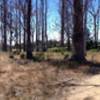 Looking westward at the stand of trees from the Eucalyptus Loop trail. Beyond those trees is a resting area with park benches.