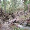 When you get to the bridge on Eucalyptus Loop, get ready for a short punchy upward section.  Normally the creek is dry during the summer and fall.