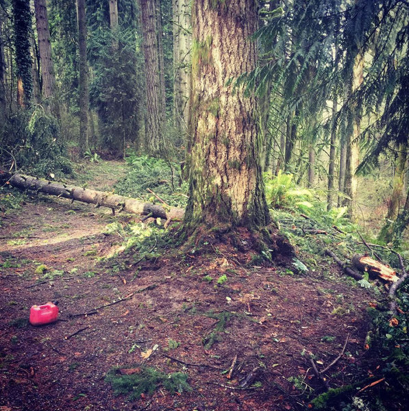 Sometimes, trees come down in wind storms. This one is gone now.