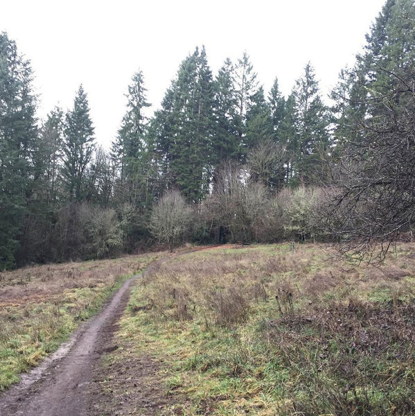 This clearing has a nice picnic table, and is a great place to pause on the South Loop trail.