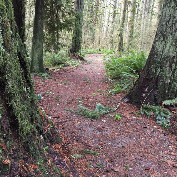 South Ridge Loop is a wide gravel path like this