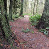 South Ridge Loop is a wide gravel path like this