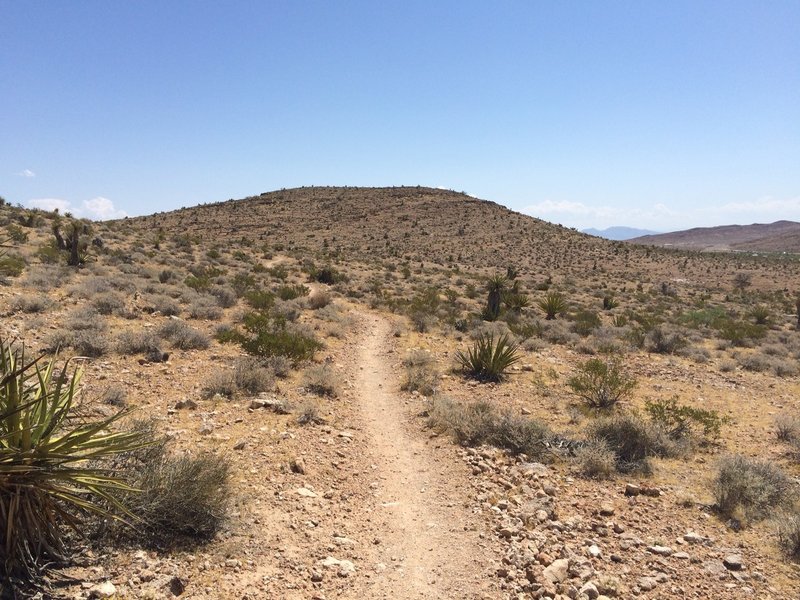 The well maintained singletrack of the Half Wilson trail, as it disappears to the northeast.