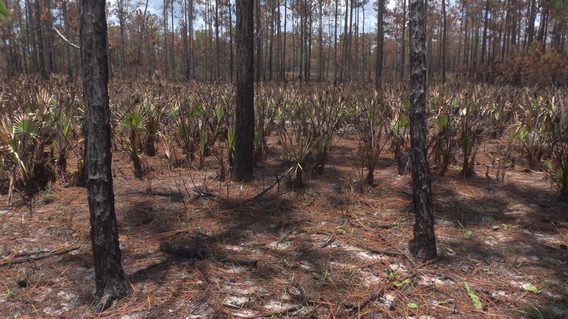 Pine and palm forst in Starkey Wilderness.