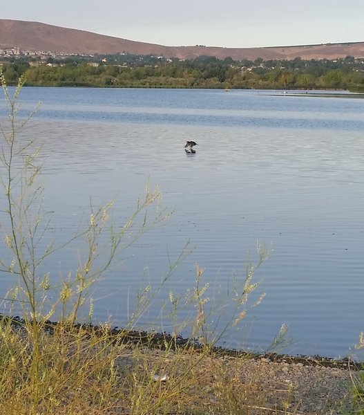 Bird in the Columbia River.