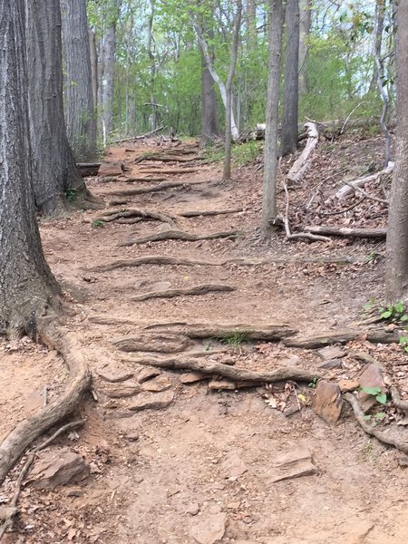Blue Trail - Rooty climb or downhill fun