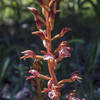 Spotted Coral Root Orchid.