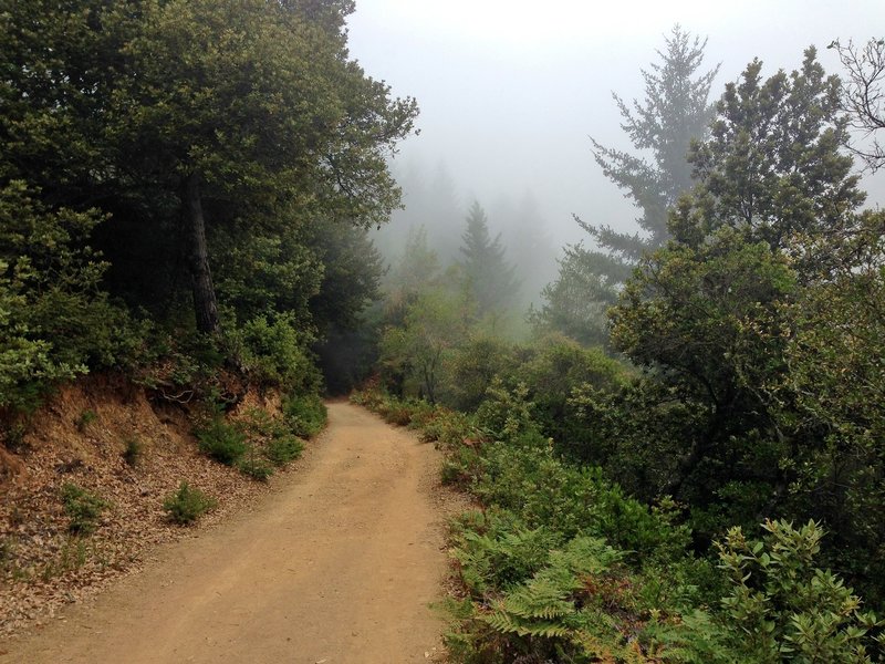 Mount Tamalpais fog.