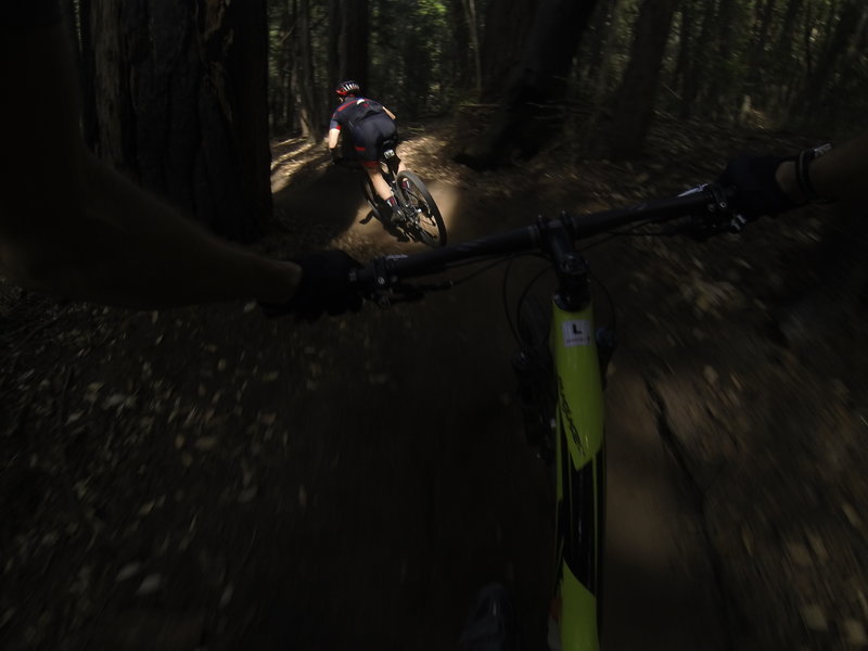 Descending through the redwoods on the Flow Trail.