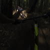 Descending through the redwoods on the Flow Trail.