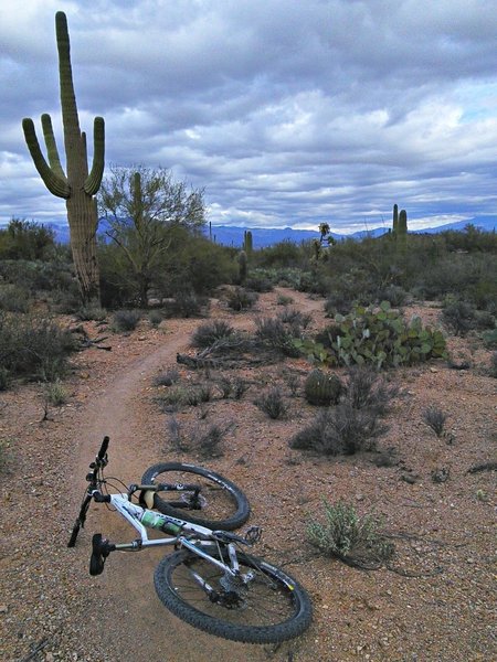 Looking north along Ocotillo Hill Trail.