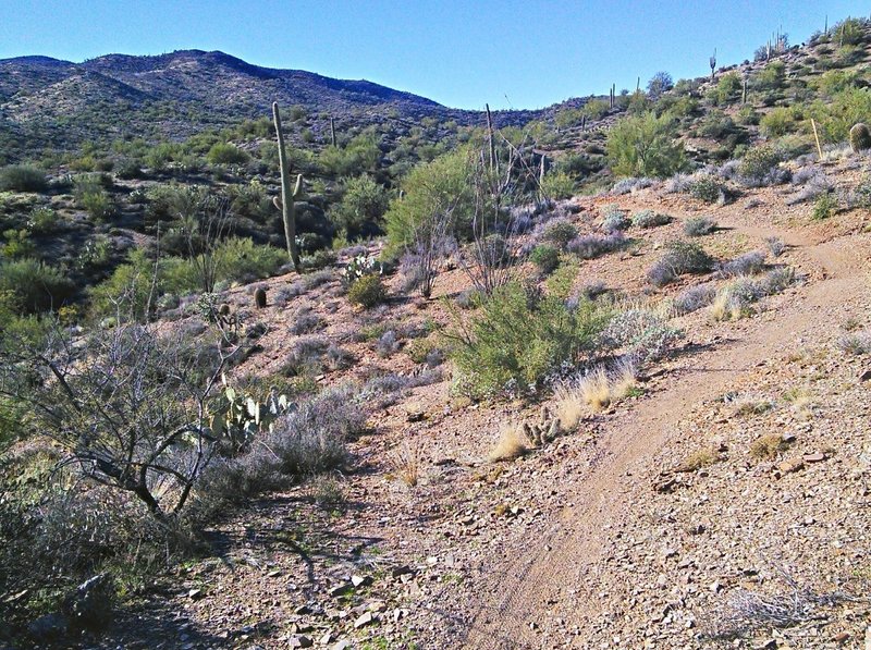 Typical trail in the northern sections.