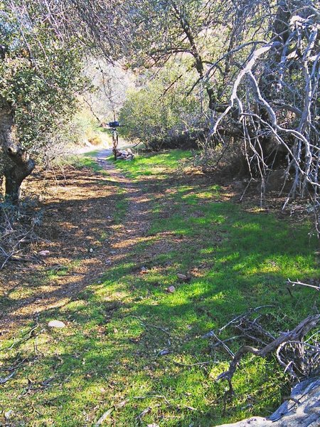 Oasis in Telegraph Canyon.