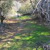 Oasis in Telegraph Canyon.