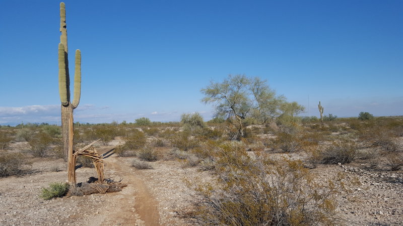 Lone cactus.