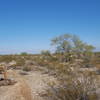 Lone cactus.