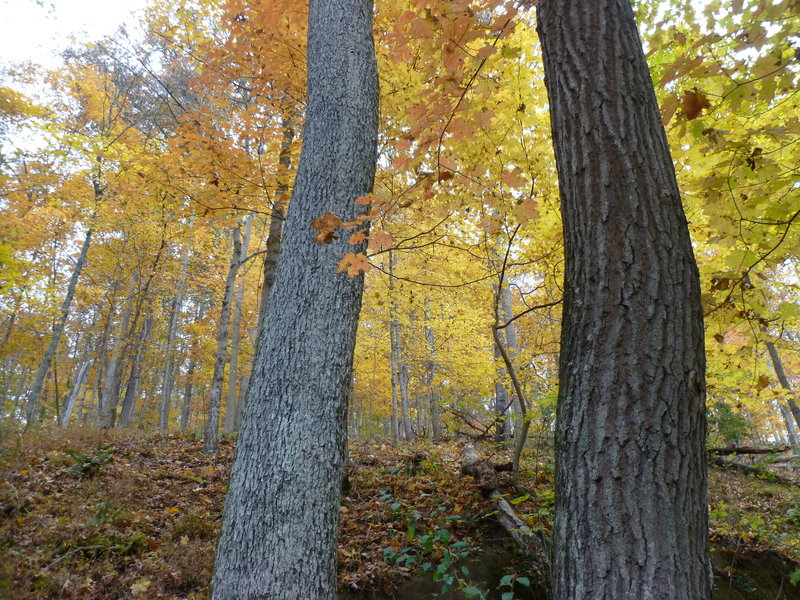 Staring up the steep flanks of Warrior Ridge in October.