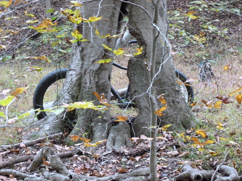 Fat bike hiding off Dark Side of the Moon Trail.