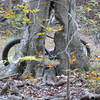 Fat bike hiding off Dark Side of the Moon Trail.