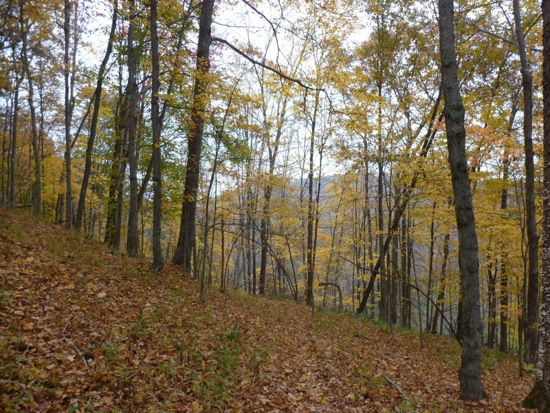 More autumn color on Warrior Ridge Trail.