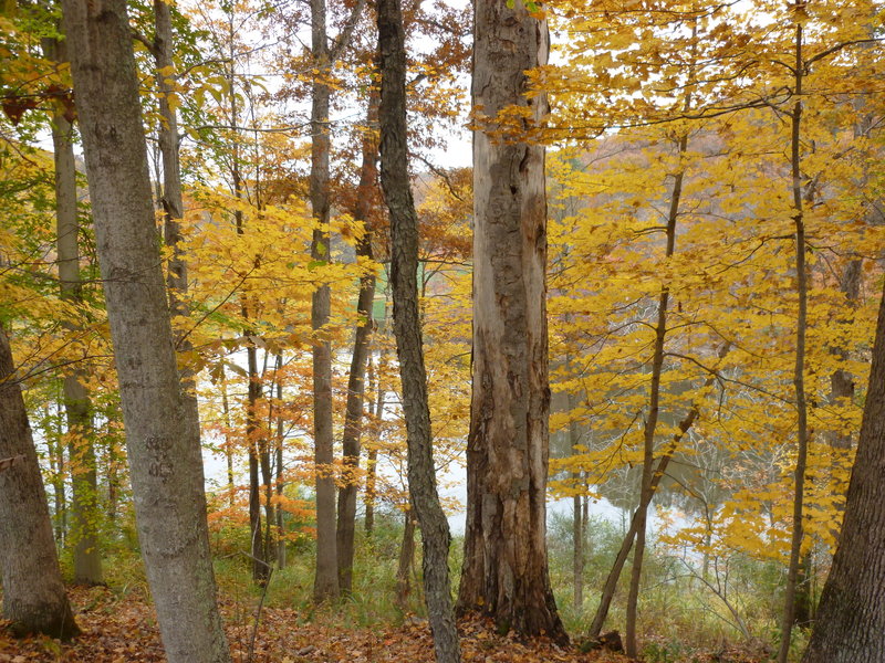 Lake Trail view.