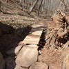 Crossing over pit left from uprooted oak on Warrior Ridge.