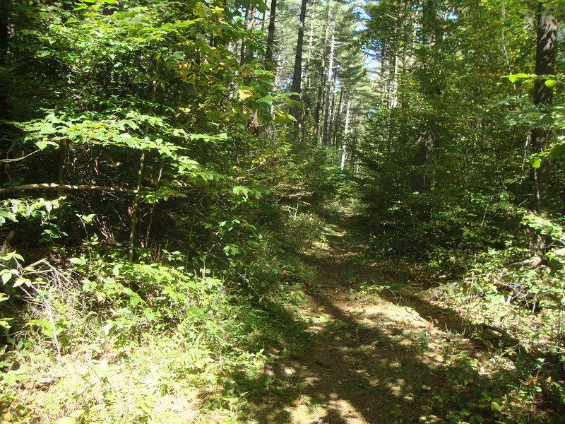 Pine Forest deep in Lucas Hollow.