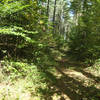 Pine Forest deep in Lucas Hollow.