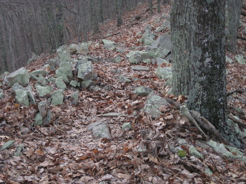Coming down, you get back into the hardwoods with gnar on the singletrack.