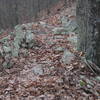 Coming down, you get back into the hardwoods with gnar on the singletrack.