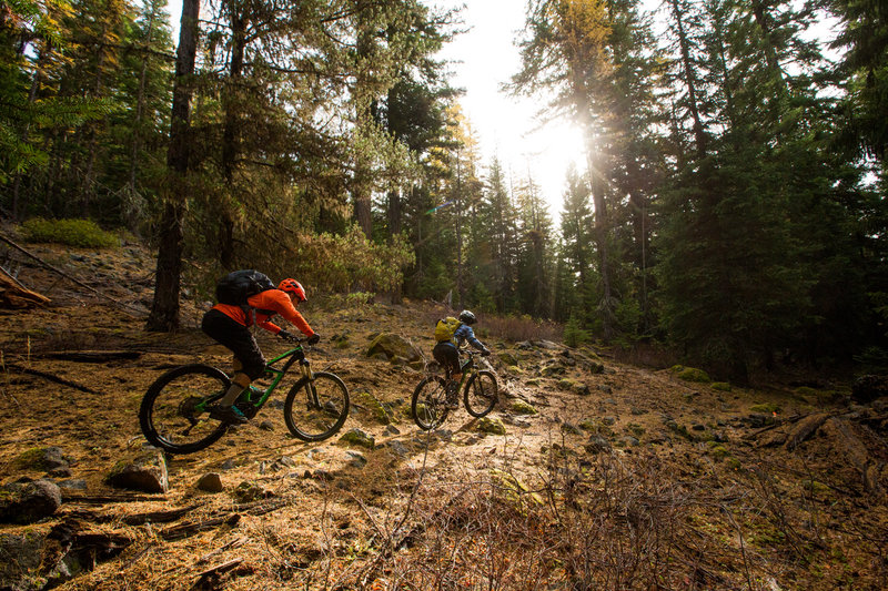 The sun peeks into a small meadow along the Crane Creek Trail.