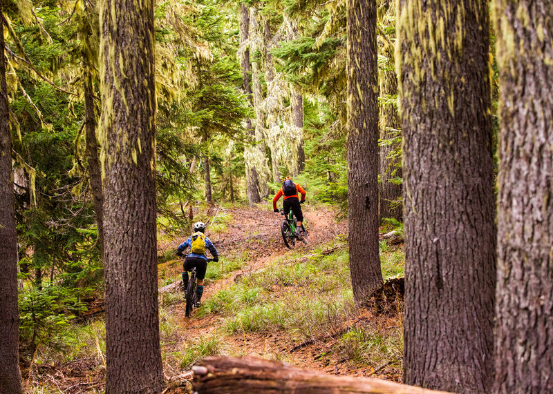 Cruising through tall, dripping green trees on the Crane Creek.