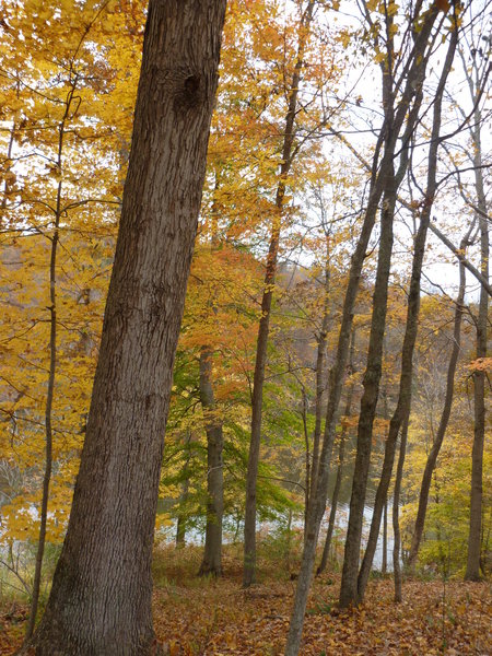 Lake Trail view.