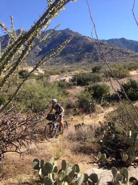 The trails at Golder Ranch are incredible, especially the Middlegate Trail seen here.