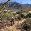 The trails at Golder Ranch are incredible, especially the Middlegate Trail seen here.