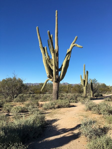 Headed north on the Crooked Tree Trail towards largest, multi-arm saguaro cactus in the trail system.