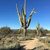 Headed north on the Crooked Tree Trail towards largest, multi-arm saguaro cactus in the trail system.