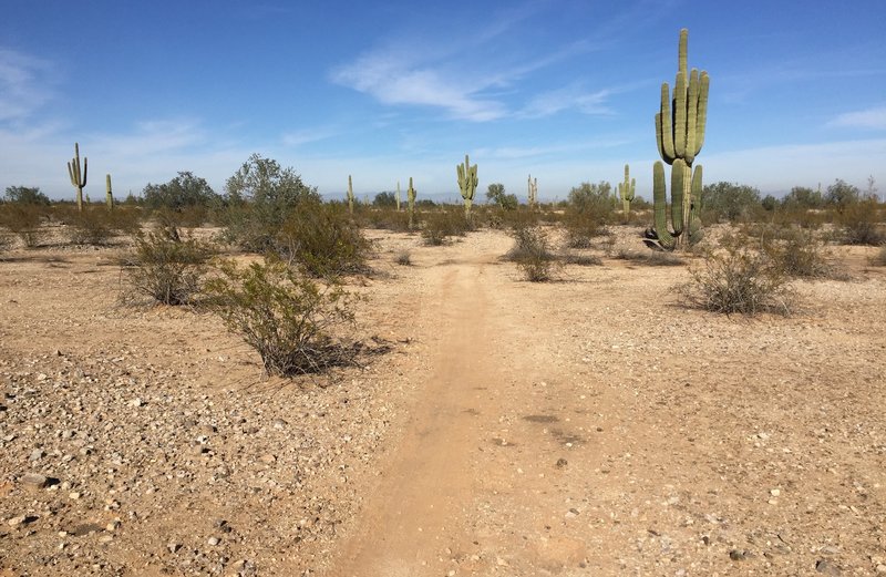 Easy riding on this portion of the Maricopa Trail.