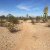 Easy riding on this portion of the Maricopa Trail.