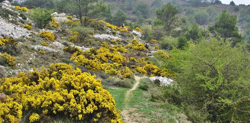 Singletrack to the summit on the Xorta Trail.