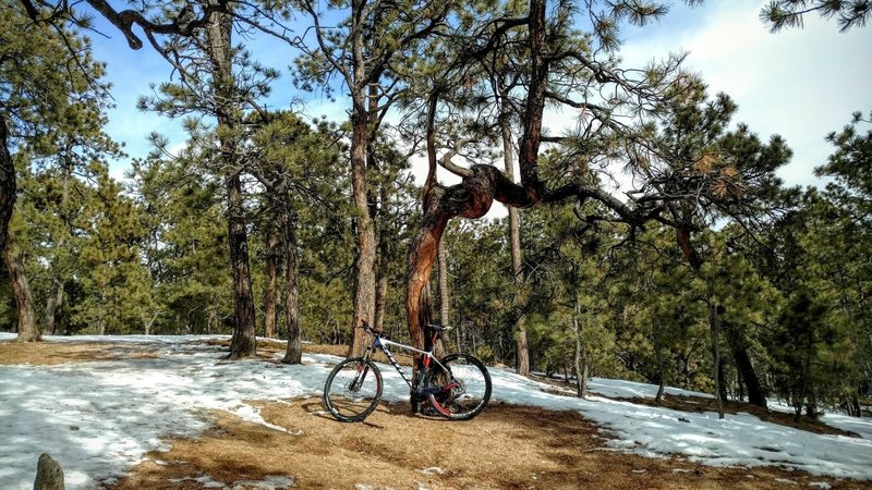 Gnarled ponderosa pine along the trail.