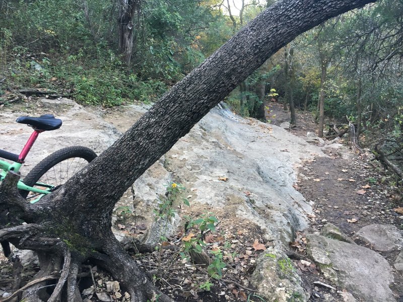 The iconic "Elephant's Butt" feature on the Barton Creek Greenbelt Trail.