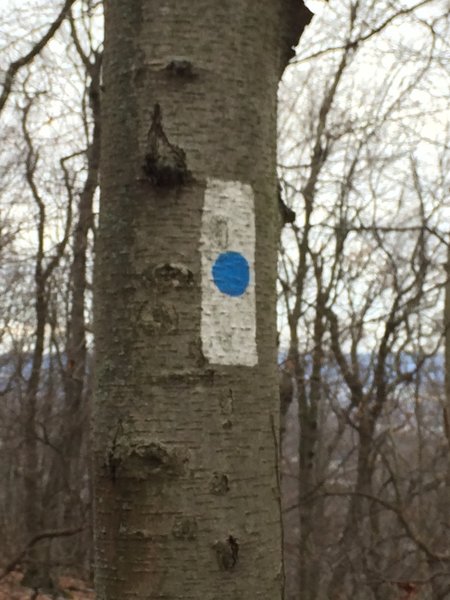 White Stripe/Blue dot is the marking you'll see on this part of the trail. It changes to white stripe only at about the halfway point.